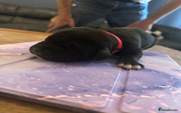 Mixed Breed dogs for sale: Labrador cross Dalmatian puppies - Advert 10