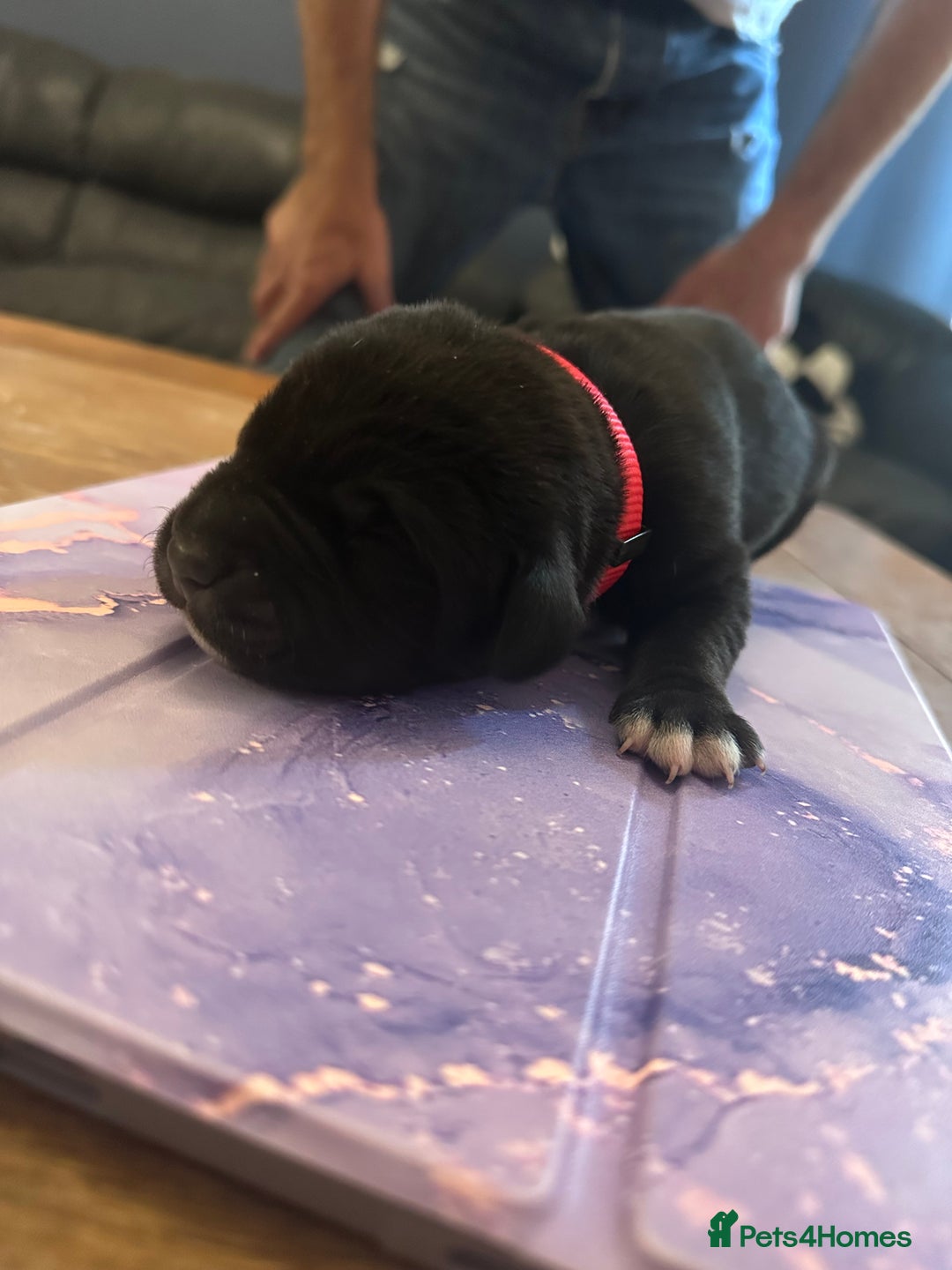 Mixed Breed dogs for sale: Labrador cross Dalmatian puppies - Advert 10