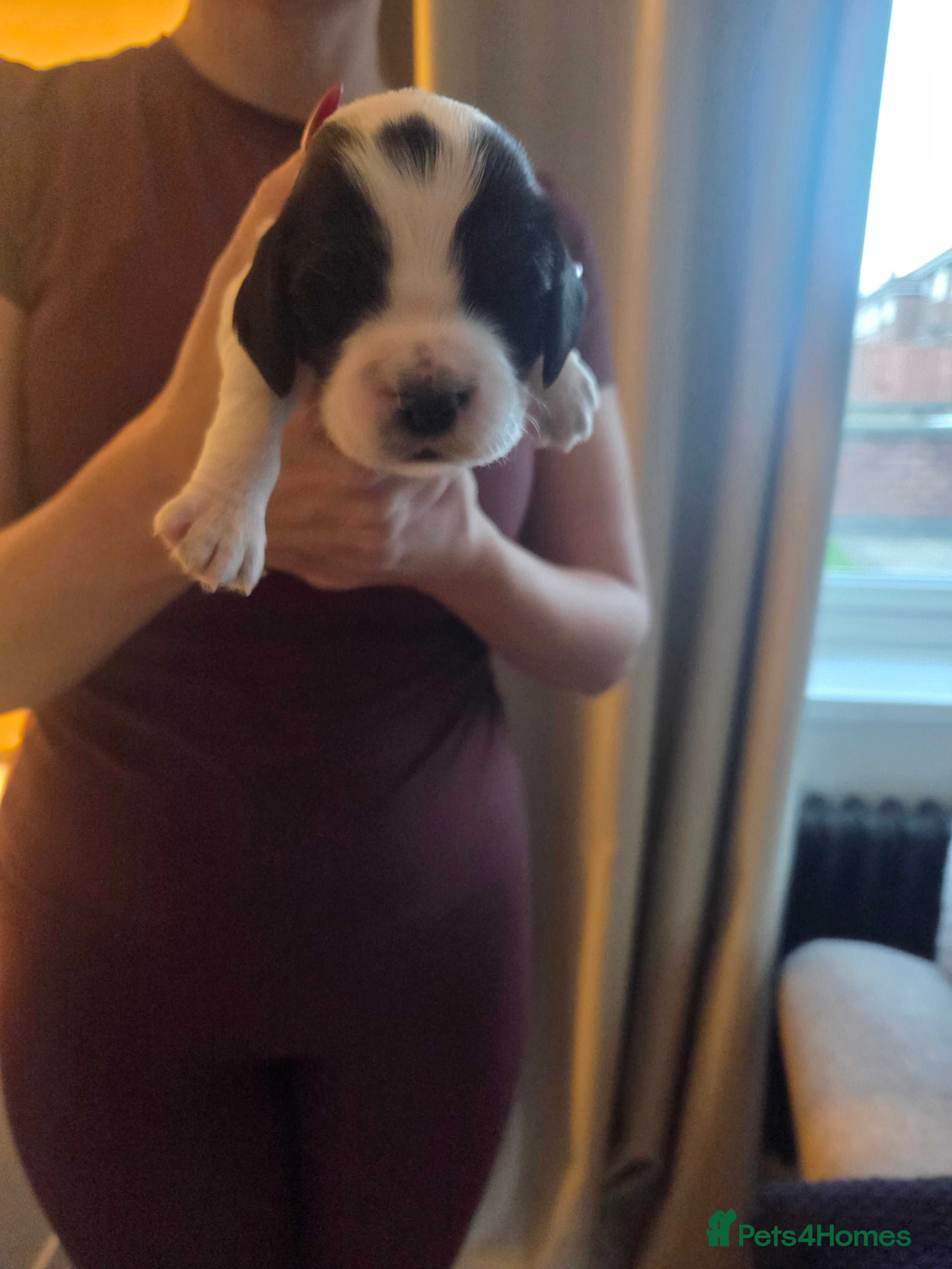 Cocker Spaniel dogs for sale: Beautiful cocker spaniel puppies 🐶  - Advert 2