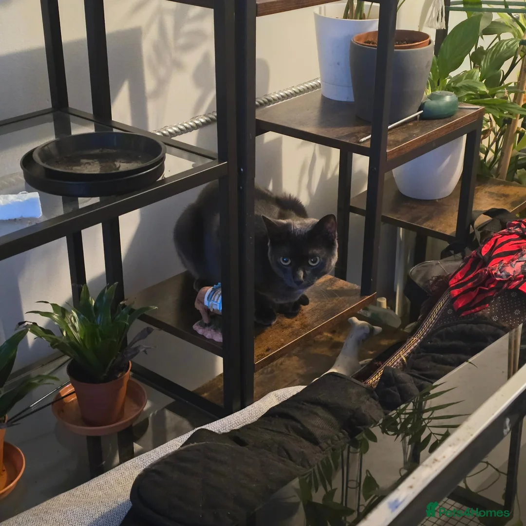 Mixed Breed cats for sale: Short hair cat in Enfield - Advert 3