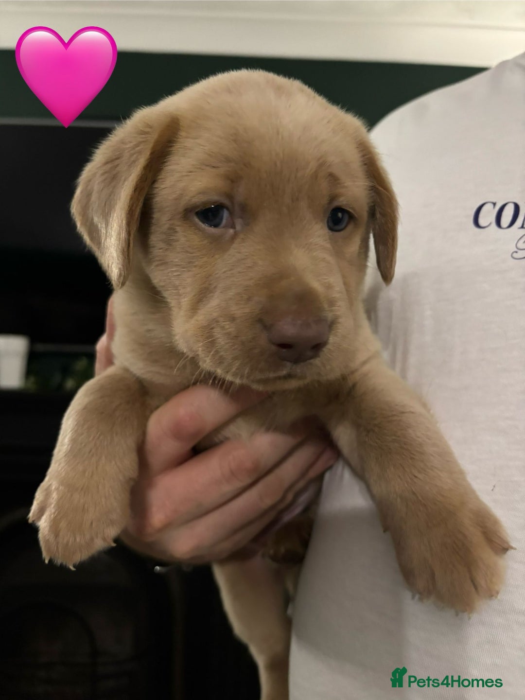 Labrador Retriever dogs for sale: Silver, Charcoal, Champagne Labrador Puppies  - Advert 15