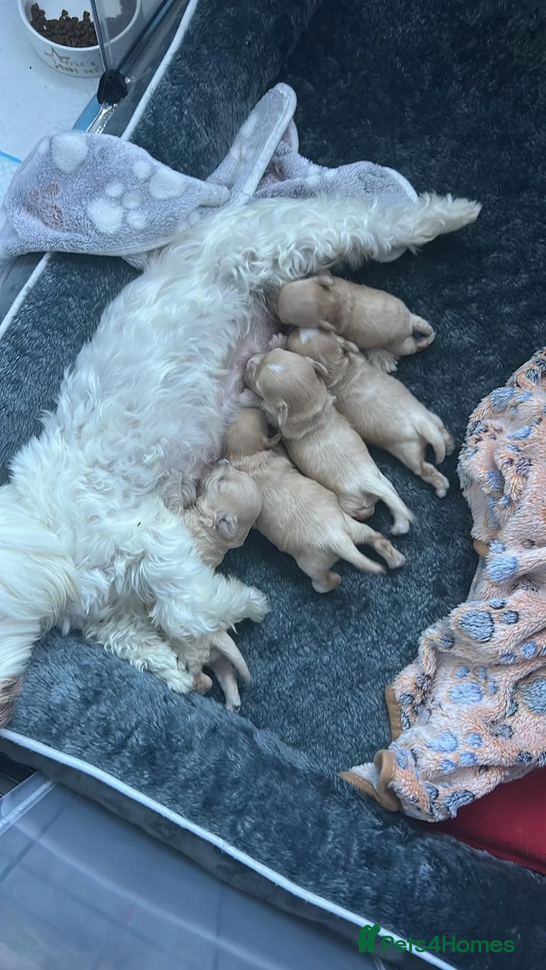 Maltipoo dogs for sale: ⭐Tiny Maltipoo Puppies |Maltese x Asian Toy Poodle - Advert 2