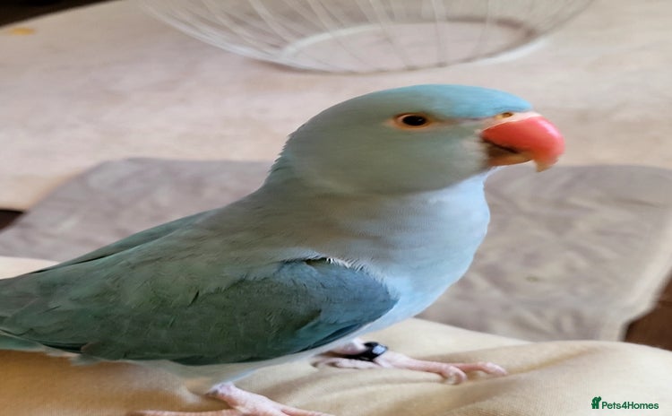 Ringnecks birds Gorgeous Ringneck - Advert 1