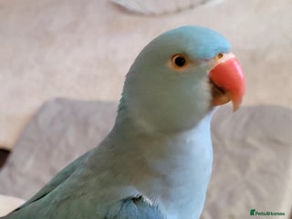 Ringnecks birds for sale: Gorgeous Ringneck - Advert 1