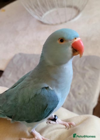 Ringnecks birds Gorgeous Ringneck - Advert 1