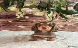 Miniature Dachshund dogs for sale: Outstanding long haired dachshund - Image 4
