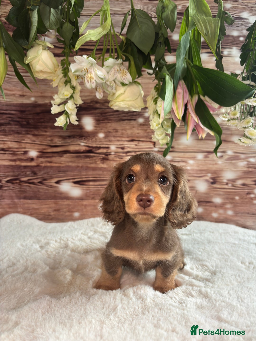 Miniature Dachshund dogs for sale: Outstanding long haired dachshund - Image 4