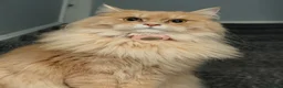 Mixed Breed cats for sale: Beautiful Maine Coon x Ragdoll Cat - Advert 2