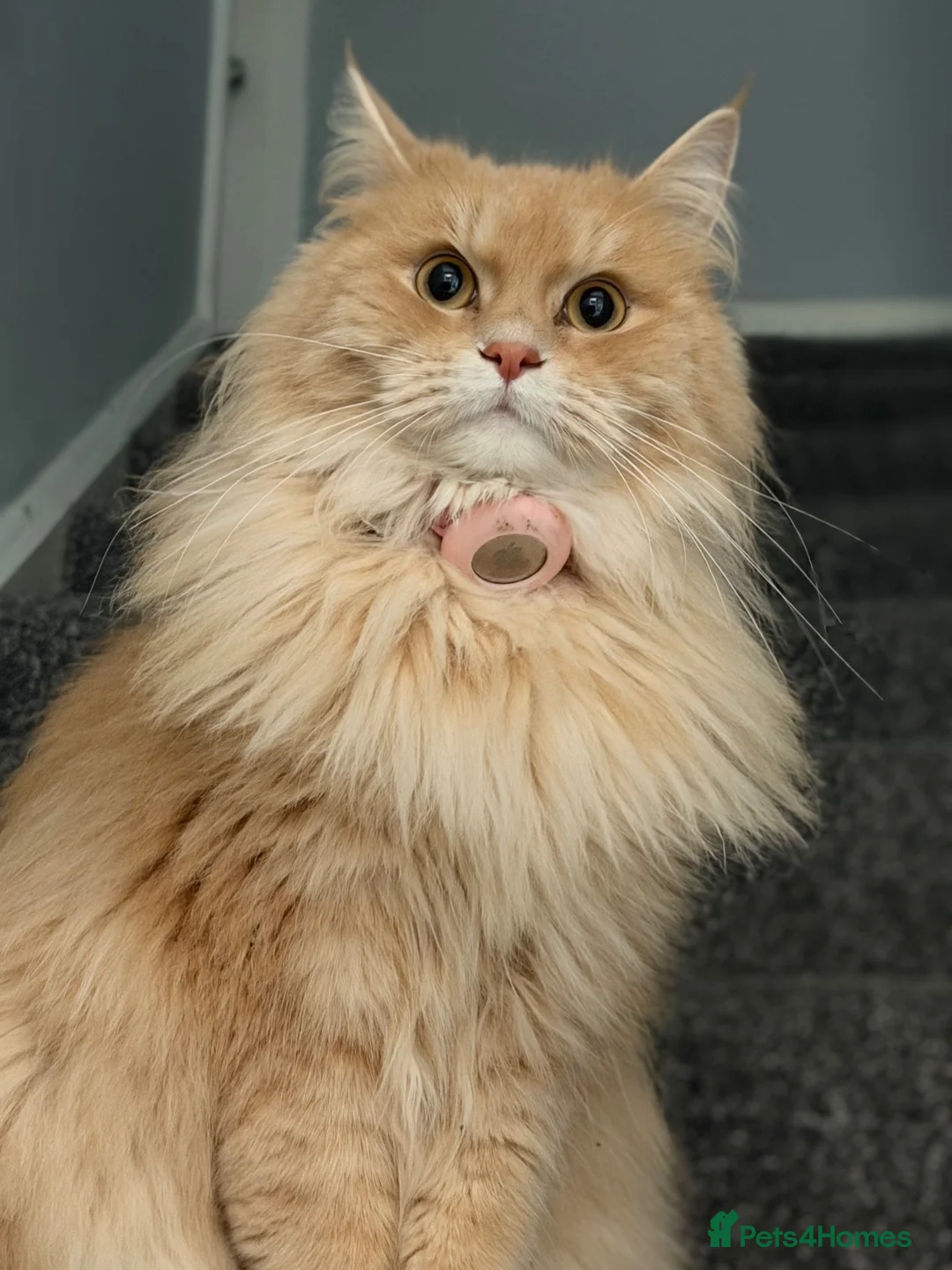 Mixed Breed cats for sale: Beautiful Maine Coon x Ragdoll Cat - Advert 2