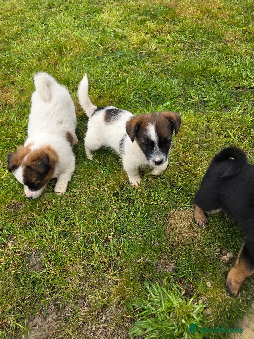 Mixed Breed dogs for sale: Jack Russell cross puppies in Chichester - Advert 1