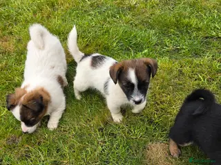 Mixed Breed dogs Jack Russell cross puppies - Advert 1