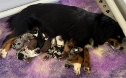 Miniature American Shepherd dogs for sale: 9 Miniature American Shepherd Puppies - Image 12