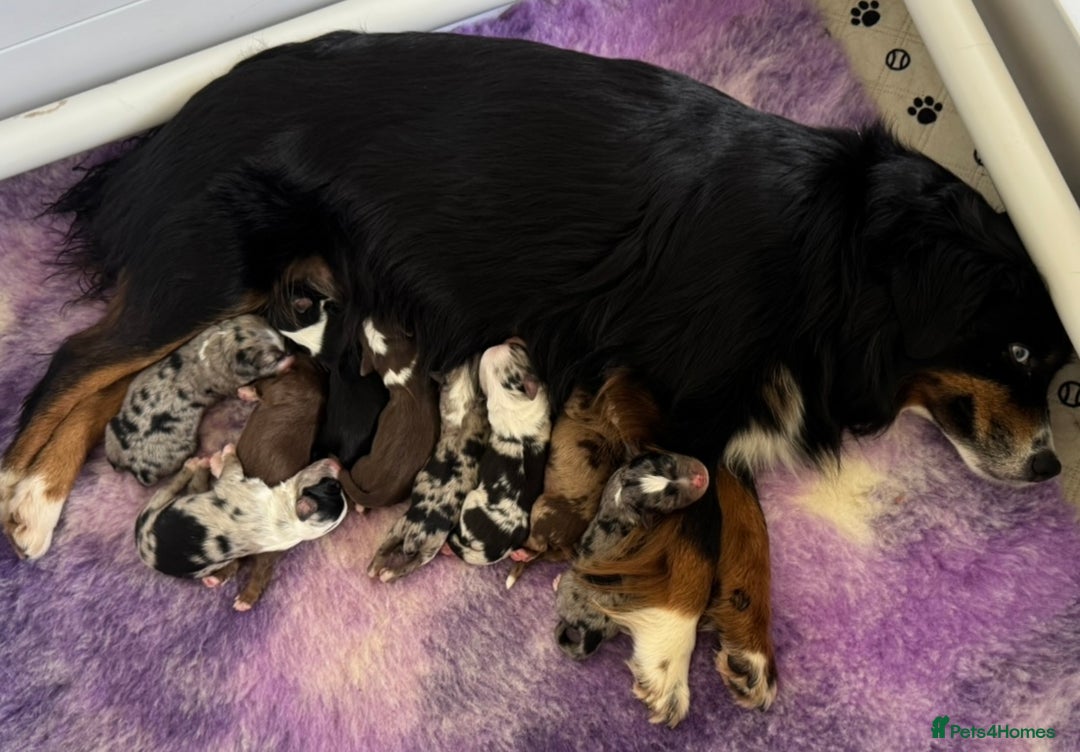 Miniature American Shepherd dogs for sale: 9 Miniature American Shepherd Puppies - Image 12