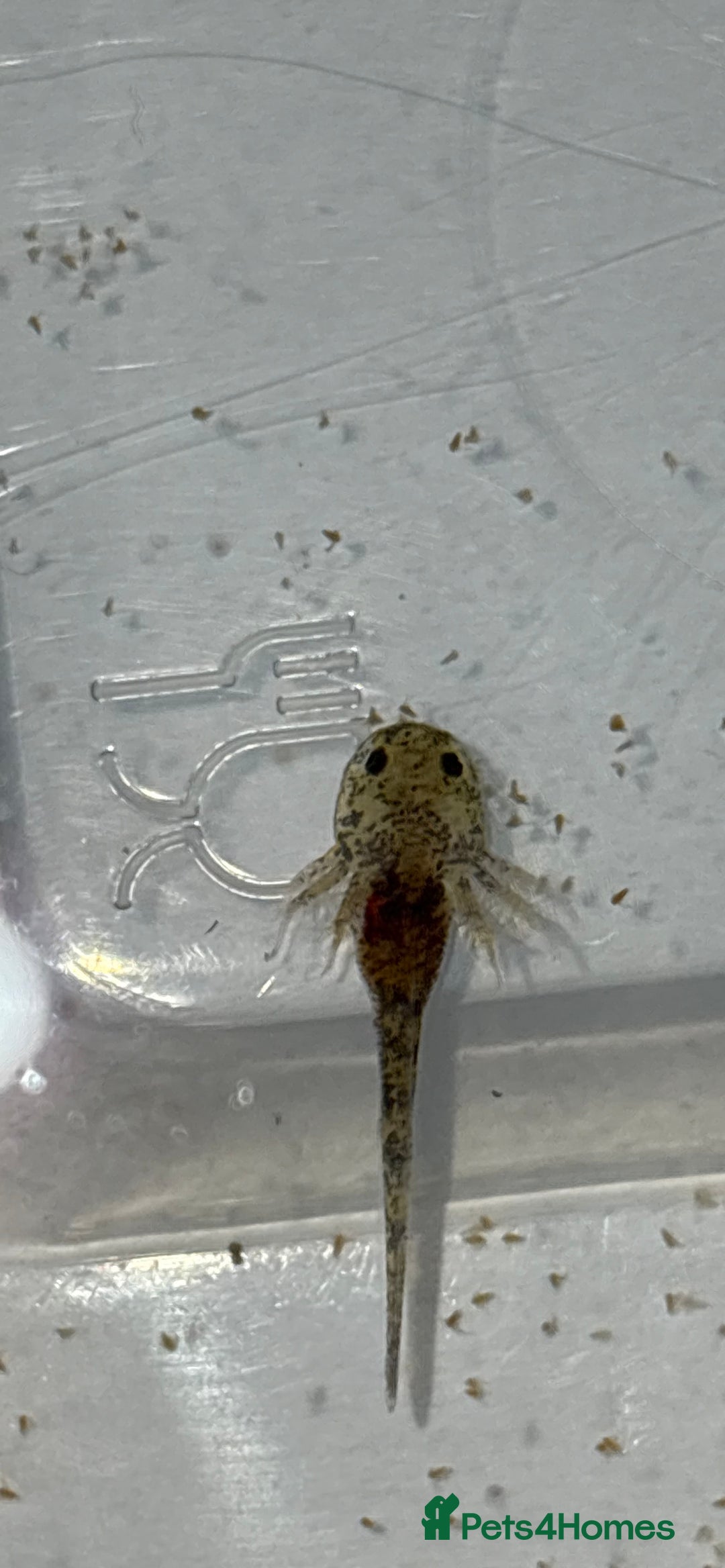 Axolotl reptiles for sale: Baby aXolotls - Advert 6