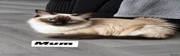 Ragdoll cats for sale: Ragdoll crossed short hair kittens - Advert 10