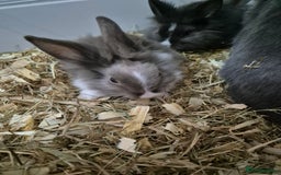 Lionhead rabbits for sale: Lionhead x angora rabbits  - Advert 4