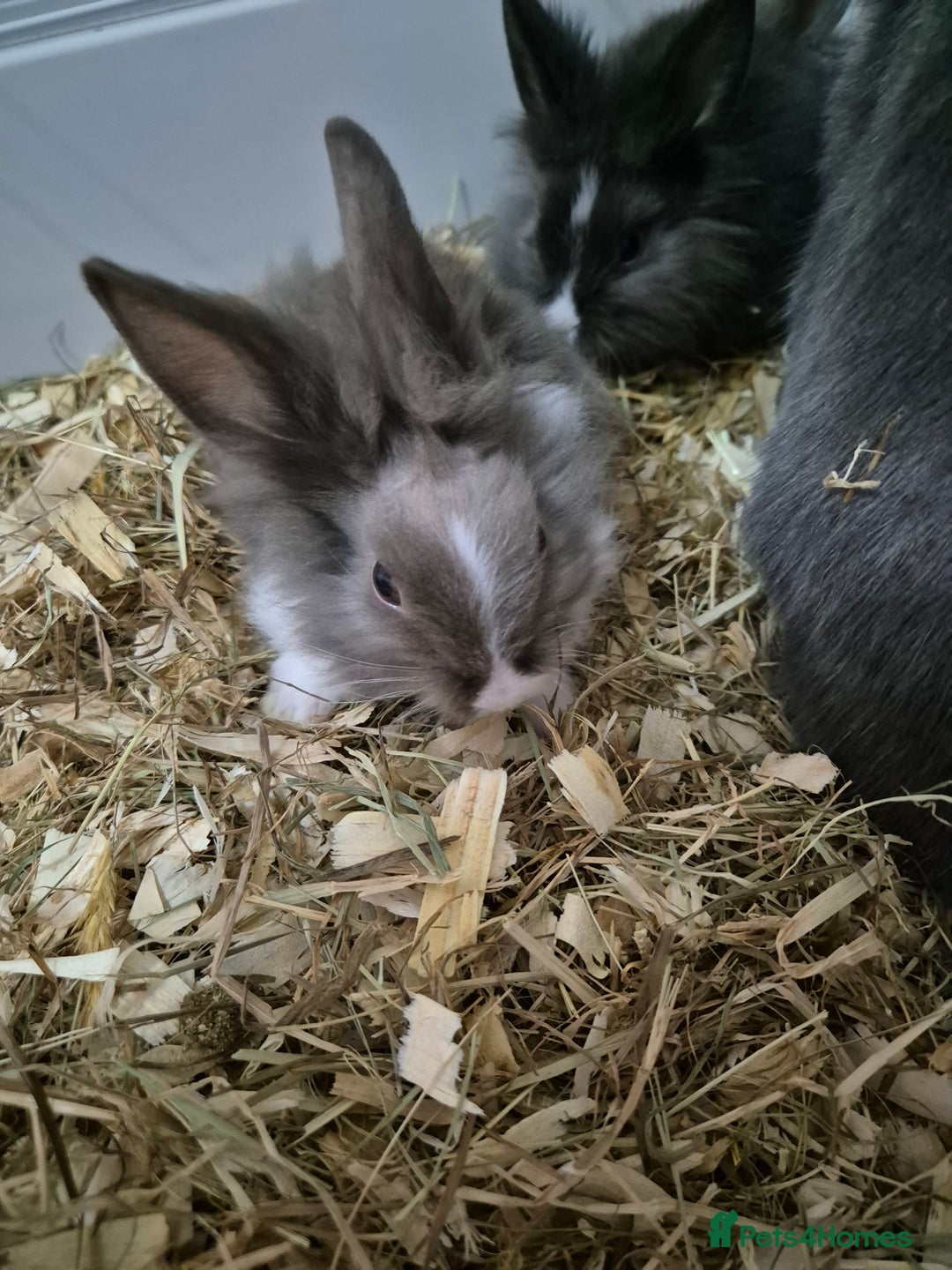 Lionhead rabbits for sale: Lionhead x angora rabbits  - Advert 4