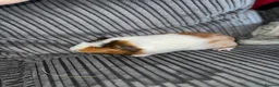Guinea Pig rodents for sale: 2 female guinea pigs - Advert 1