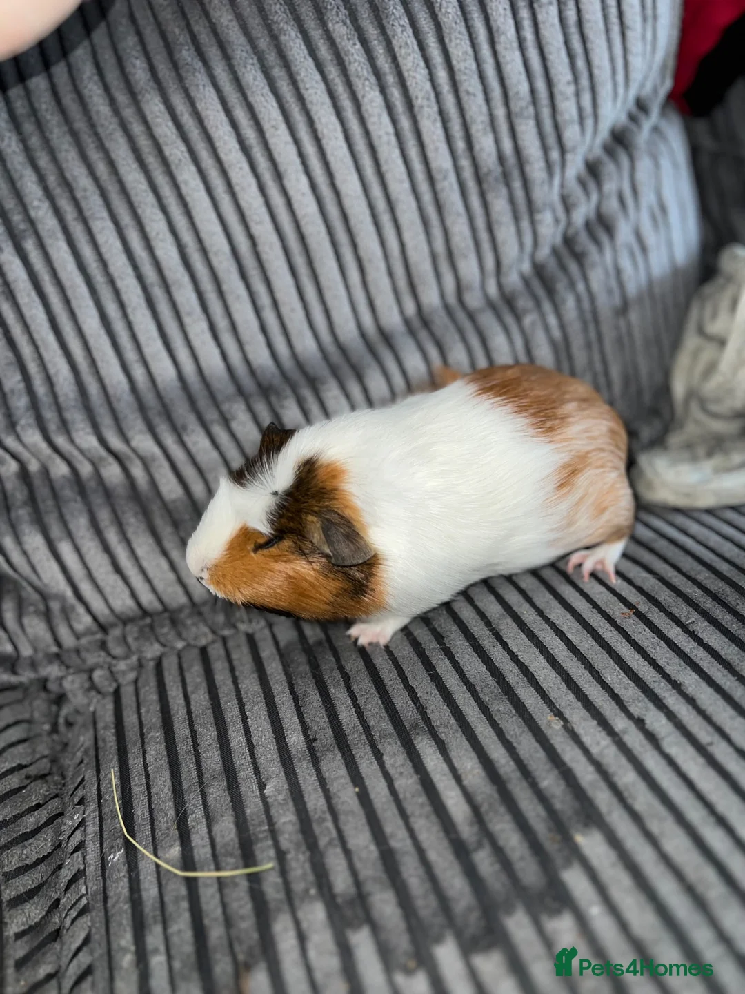 Guinea Pig rodents for sale: 2 female guinea pigs - Advert 1