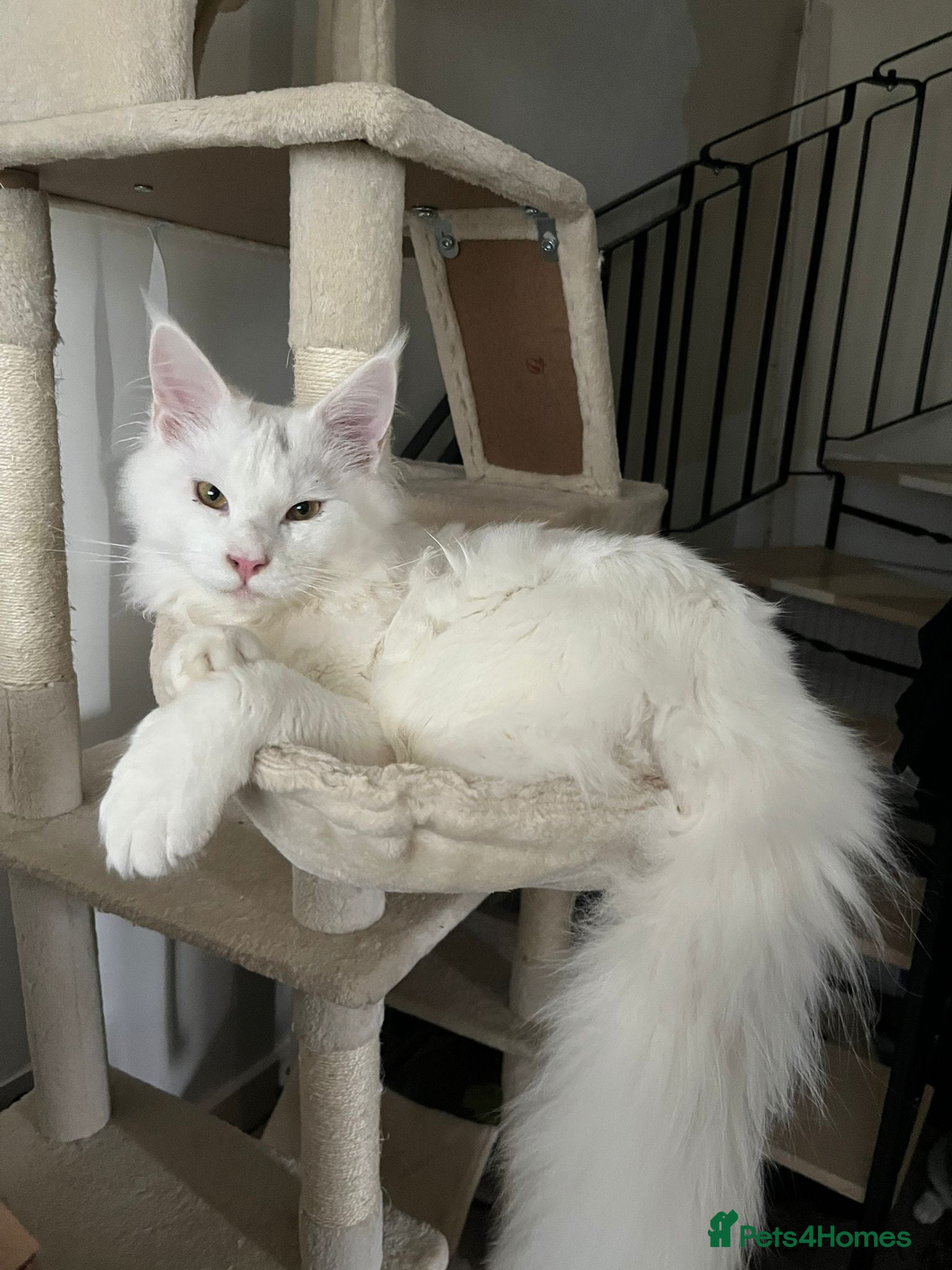 Maine Coon cats Stunning Pure White Maine Coon Kitten - Advert 2
