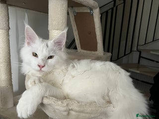 Maine Coon cats Stunning Pure White Maine Coon Kitten - Advert 5