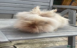 Lionhead rabbits for sale: One male left. Blue eyes. Orange and white - Image 15