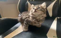 Mixed Breed cats for sale: Five Gorgeous Kittens available now ! - Image 24