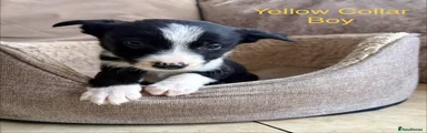 Border Collie Puppy 4 yellow collar 