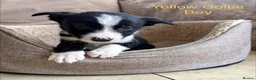 Border Collie dogs for sale: Border Collie Puppies Slate Blue & traditional. - Advert 7