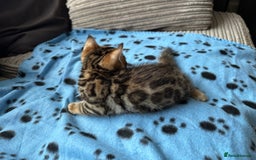 Bengal cats for sale: TICA Bengal kittens for sale . 🐱 - Image 8