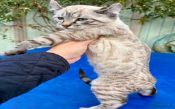 Bengal cats for sale: Breathtaking rare snow leopard  - Advert 17