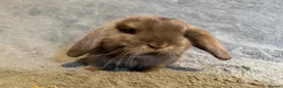 Mini Lop rabbits for sale: Mini lop bunnies  - Advert 5