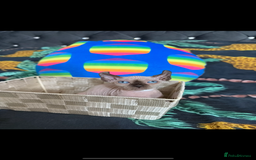 Sphynx cats for sale: Bald, bold elf blue eyes kittens  - Image 10