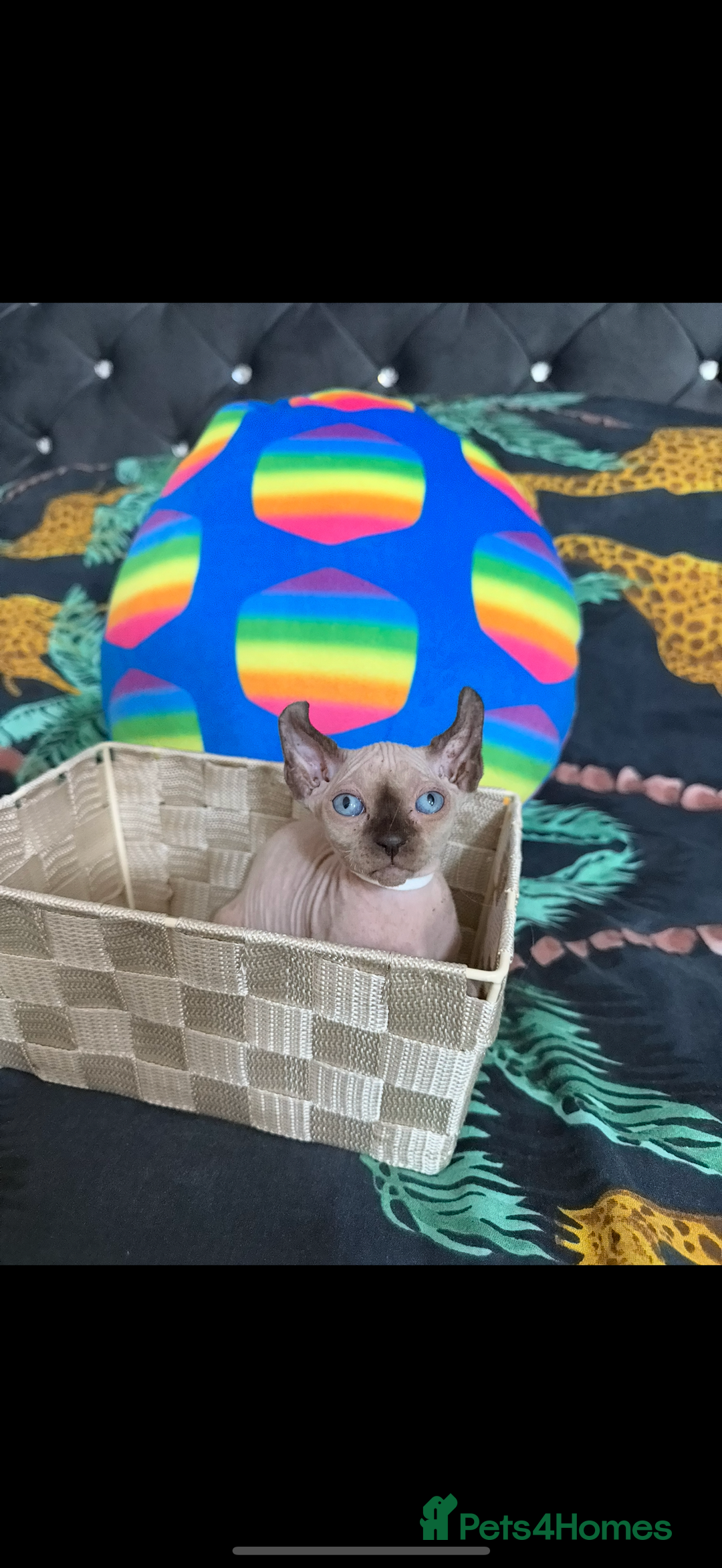 Sphynx cats for sale: Bald, bold elf blue eyes kittens  - Image 10