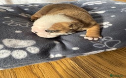 English Bulldog dogs for sale: English bulldog pups available 1/12/25 - Image 8