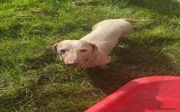 Miniature Dachshund dogs for sale: Stunning rainbow litter mini dachshunds - Advert 3