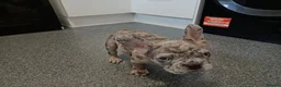 French Bulldog dogs for sale: 4 beautiful French bulldog puppies - Advert 2