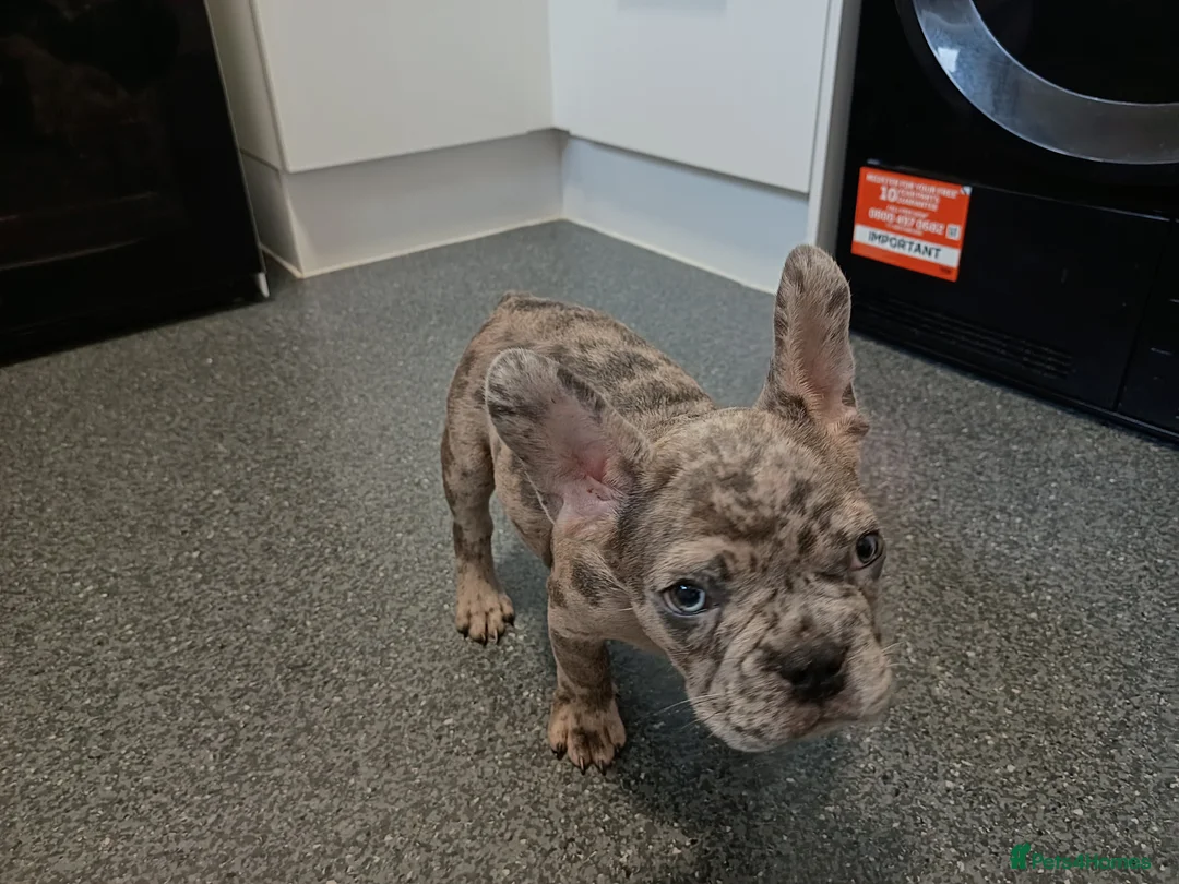 French Bulldog dogs for sale: 4 beautiful French bulldog puppies - Advert 2