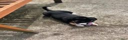 Border Collie dogs for sale: Border collie puppies - Advert 6