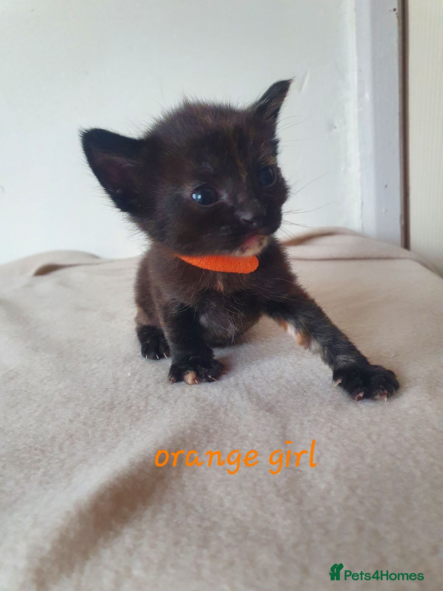 Mixed Breed cats Litter of 8 kittens , looking for homes. - Advert 1