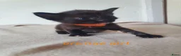 Mixed Breed cats for sale: Litter of 8 kittens , looking for homes. - Advert 1
