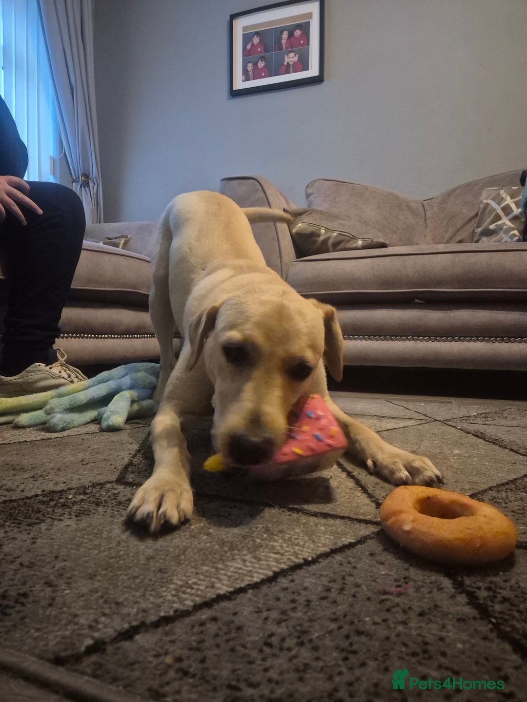 Labrador Retriever dogs for sale: 1 year old yellow labrador  - Advert 2