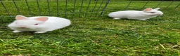 Netherland Dwarf rabbits for sale: LAST Female White Netherland Dwarfs - Advert 5