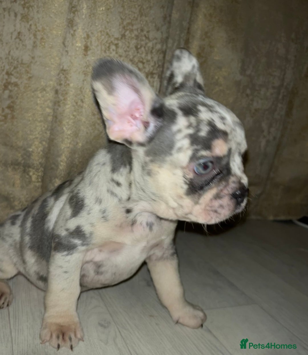 French Bulldog dogs for sale: READY NOW French bulldog pups REDUCED - Advert 9