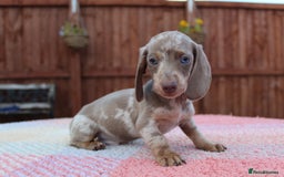 Miniature Dachshund dogs for sale: Miniature Dachshund puppies  - Image 3
