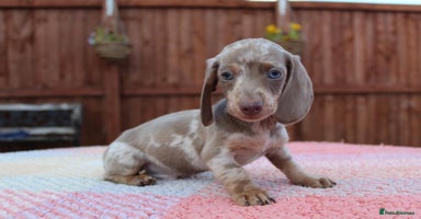 Miniature Dachshund dogs - Advert 8