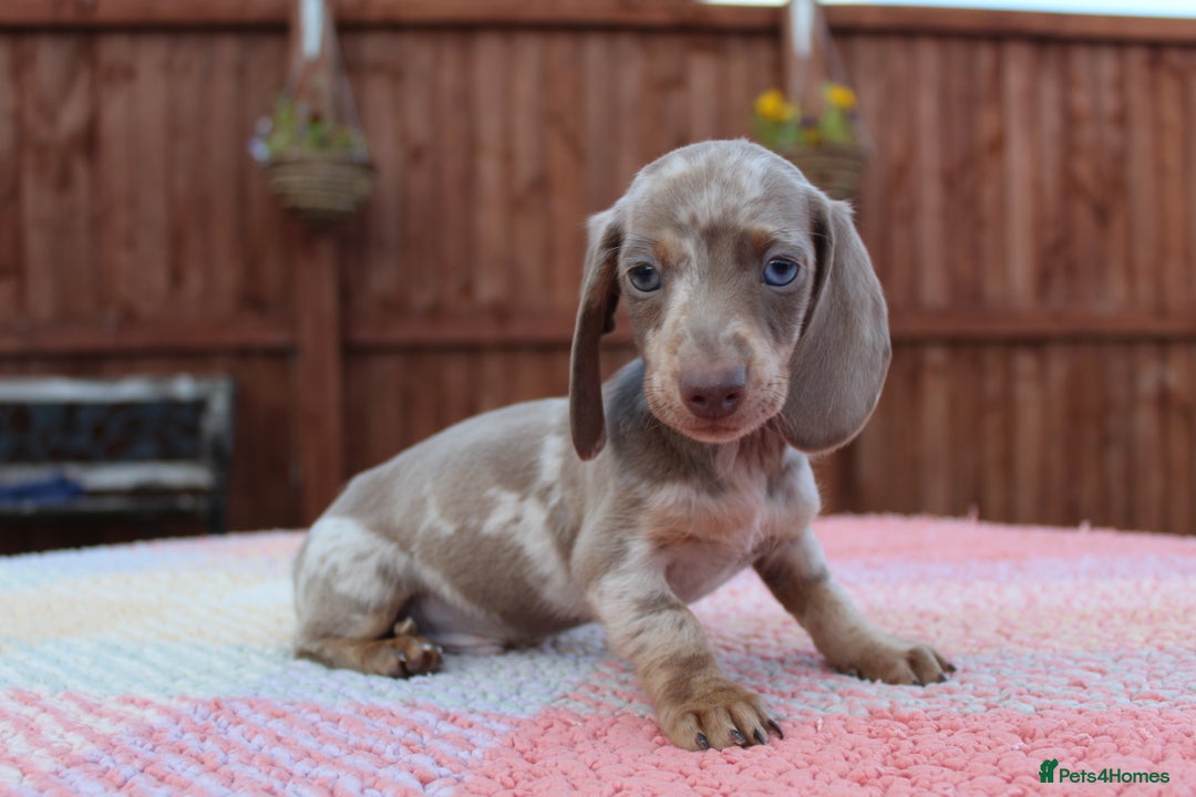 Miniature Dachshund dogs for sale: Miniature Dachshund puppies  - Image 3