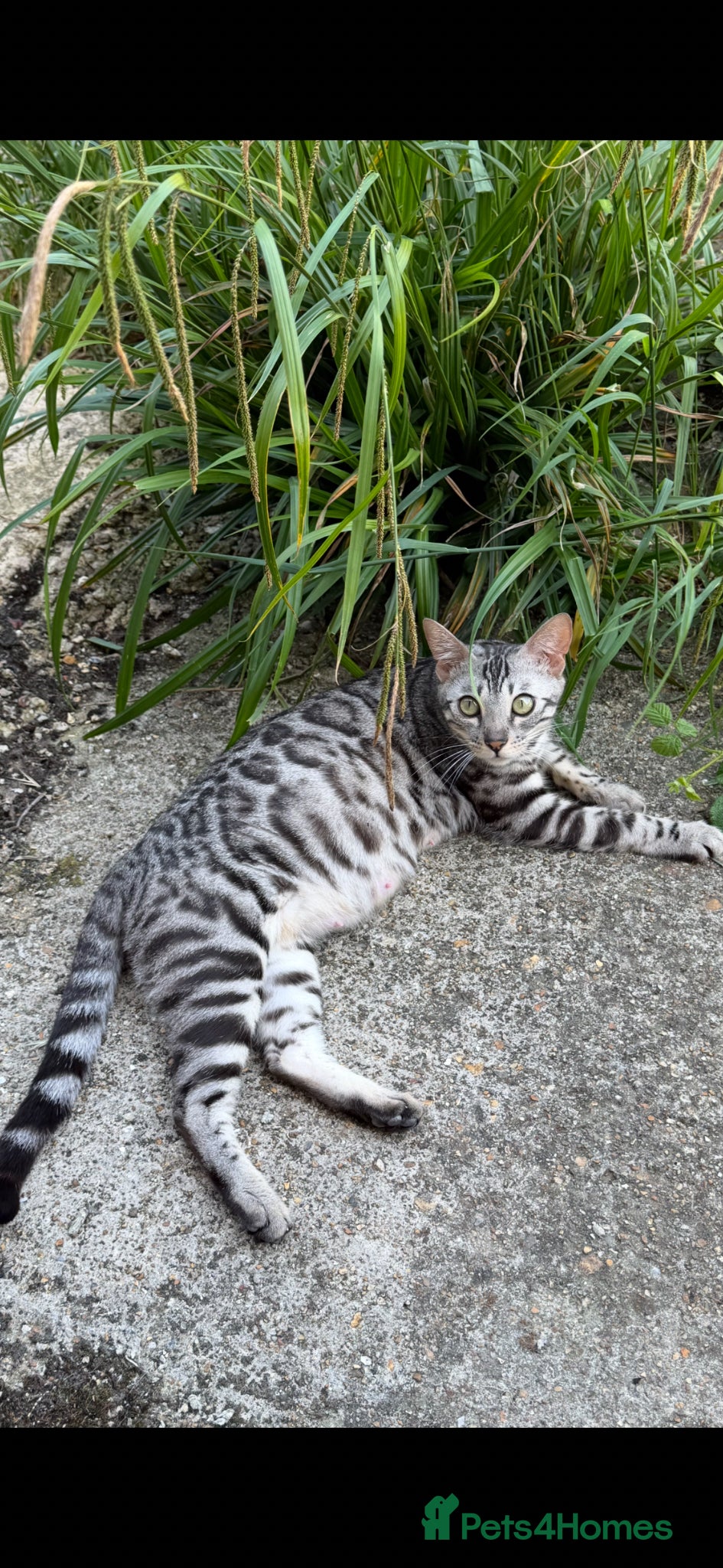 Bengal cats for sale: BENGAL 🔥 KITTENS TICA REGISTERED  - Advert 9