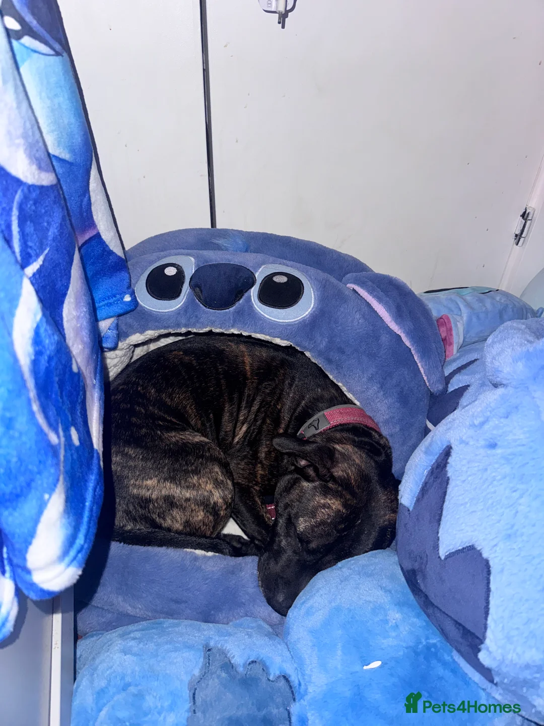 Staffordshire Bull Terrier dogs for sale: Beautiful in Irvine - Advert 2