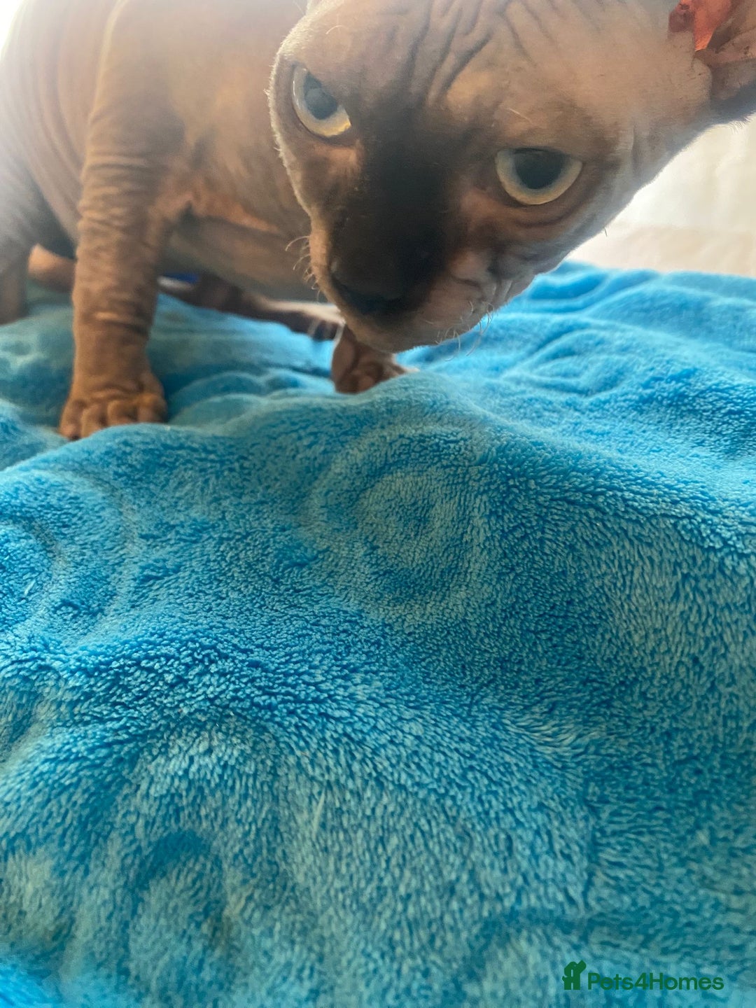 Sphynx cats for sale: Sphinx kitten ready now - Image 18